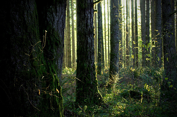Somewhere in Oregon